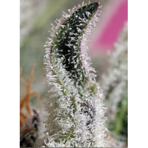 Papaya Zoap Auto. Photo 2